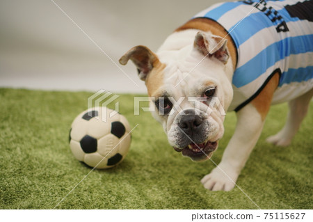 英國鬥牛犬幼犬足球服裝阿根廷國家隊10號照片72 英國鬥牛犬幼犬足球服裝阿根廷國家隊10號照片72 75115627