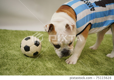 英國鬥牛犬幼犬足球服裝阿根廷國家隊10號照片73 75115628