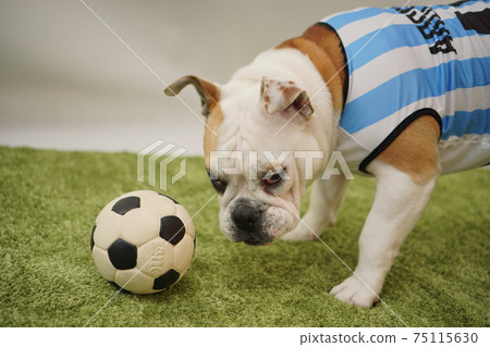 英國鬥牛犬幼犬足球服裝阿根廷國家隊10號照片75 英國鬥牛犬幼犬足球服裝阿根廷國家隊10號照片75 75115630
