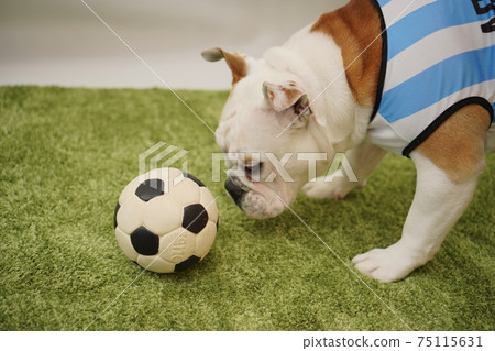 英國鬥牛犬幼犬足球服裝阿根廷國家隊10號照片76 75115631
