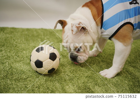 英國鬥牛犬幼犬足球服裝阿根廷國家隊10號照片77 英國鬥牛犬幼犬足球服裝阿根廷國家隊10號照片77 75115632