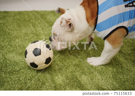 英國鬥牛犬幼犬足球服裝阿根廷國家隊10號照片78 75115633
