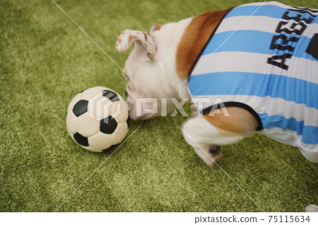 英國鬥牛犬幼犬足球服裝阿根廷國家隊10號照片79 英國鬥牛犬幼犬足球服裝阿根廷國家隊10號照片79 75115634