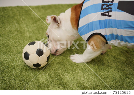 English Bulldog Puppies Soccer Costume Argentina National Team No. 10 Photo 80 75115635