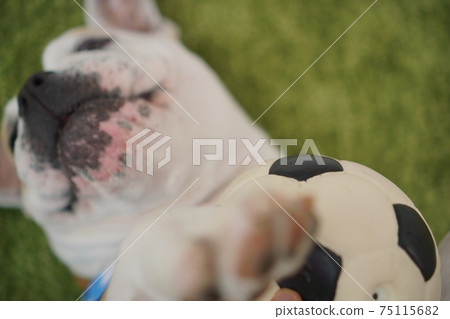 English Bulldog Puppy Soccer Costume Argentina National Team No. 10 Photo 83 75115682