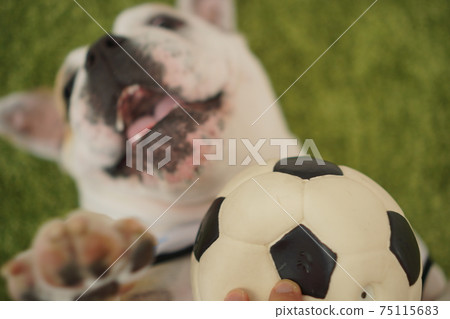 English Bulldog Puppies Soccer Costume Argentina National Team No. 10 Photo 84 75115683