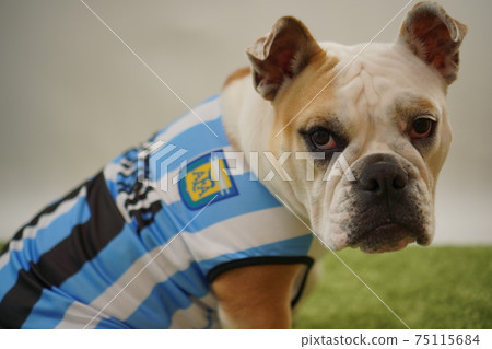 English Bulldog Puppy Soccer Costume Argentina National Team No. 10 Photo 85 75115684
