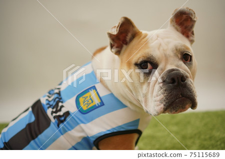 English Bulldog Puppy Soccer Costume Argentina National Team No. 10 Photo 90 English Bulldog Puppy Soccer Costume Argentina National Team No. 10 Photo 90 75115689