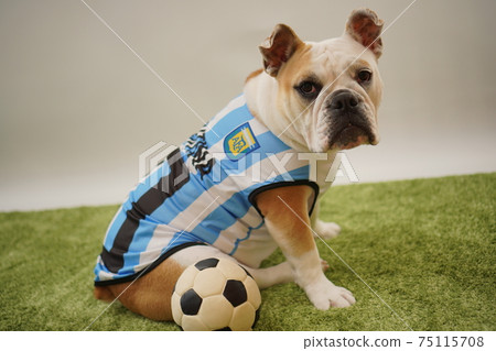 English Bulldog Puppy Soccer Costume Argentina National Team No. 10 Photo 107 English Bulldog Puppy Soccer Costume Argentina National Team No. 10 Photo 107 75115708