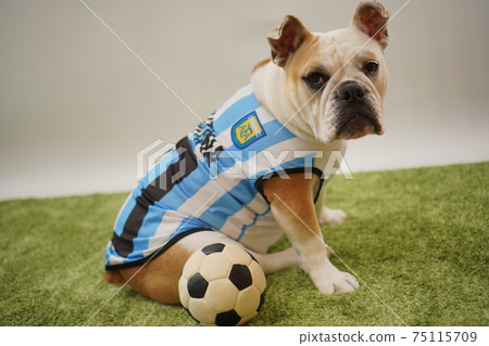 English Bulldog Puppies Soccer Costume Argentina National Team No. 10 Photo 108 75115709