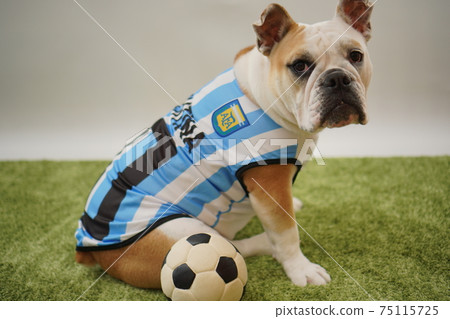 English Bulldog Puppy Soccer Costume Argentina National Team No. 10 Photo 119 75115725