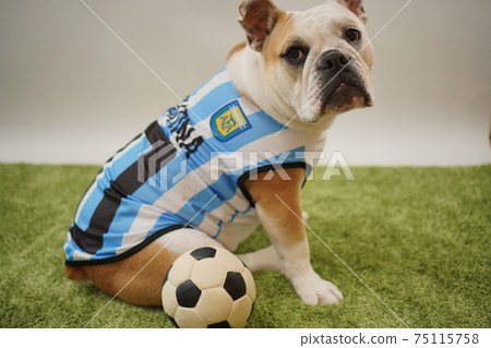 English Bulldog Puppies Soccer Costume Argentina National Team No. 10 Photo 130 75115758