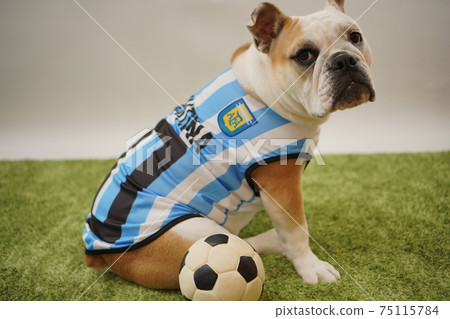 English Bulldog Puppy Soccer Costume Argentina National Team No. 10 Photo 133 English Bulldog Puppy Soccer Costume Argentina National Team No. 10 Photo 133 75115784