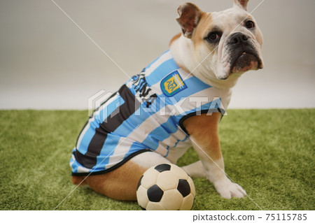 English Bulldog Puppies Soccer Costume Argentina National Team No. 10 Photo 134 English Bulldog Puppies Soccer Costume Argentina National Team No. 10 Photo 134 75115785