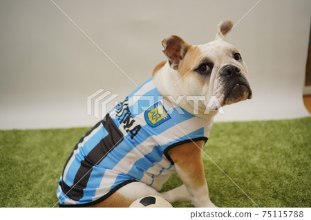 Soccer Dog Costumes