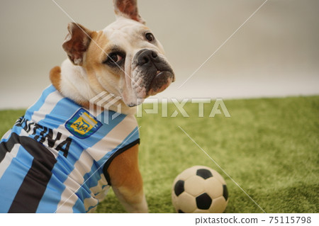 English Bulldog Puppy Soccer Costume Argentina National Team No. 10 Photo 141 English Bulldog Puppy Soccer Costume Argentina National Team No. 10 Photo 141 75115798