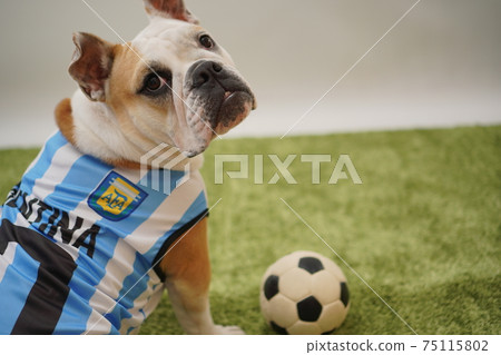 English Bulldog Puppy Soccer Costume Argentina National Team No. 10 Photo 145 English Bulldog Puppy Soccer Costume Argentina National Team No. 10 Photo 145 75115802