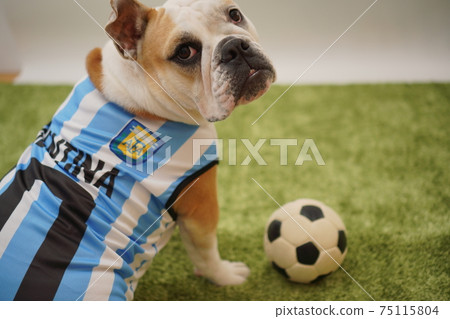 英國鬥牛犬幼犬足球服裝阿根廷國家隊10號照片147 75115804