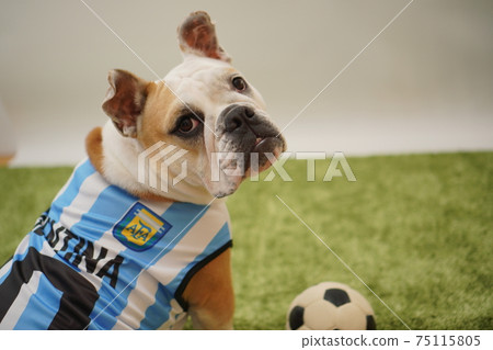 英國鬥牛犬幼犬足球服裝阿根廷國家隊10號照片148 75115805