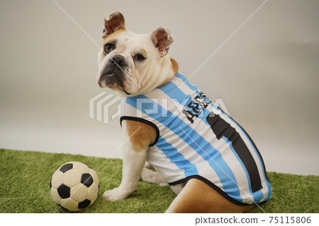 English Bulldog Puppy Soccer Costume Argentina National Team No. 10 Photo 149 English Bulldog Puppy Soccer Costume Argentina National Team No. 10 Photo 149 75115806