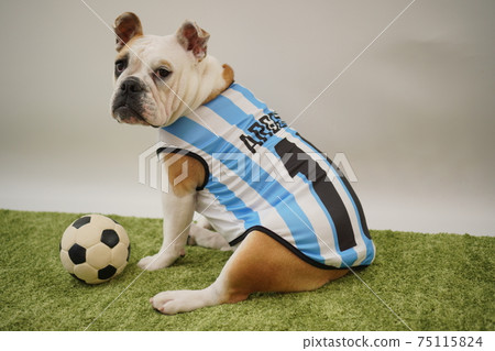 English Bulldog Puppy Soccer Costume Argentina National Team No. 10 Photo 155 75115824