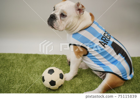 English Bulldog Puppy Soccer Costume Argentina National Team No. 10 Photo 164 English Bulldog Puppy Soccer Costume Argentina National Team No. 10 Photo 164 75115839