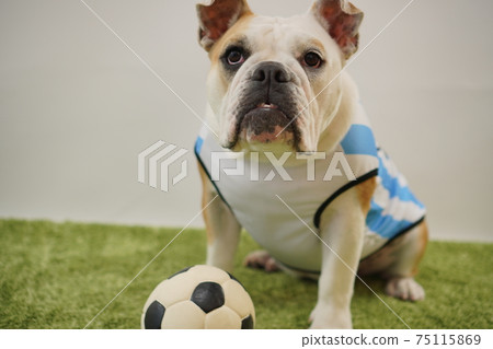 English Bulldog Puppy Soccer Costume Argentina National Team No. 10 Photo 172 English Bulldog Puppy Soccer Costume Argentina National Team No. 10 Photo 172 75115869