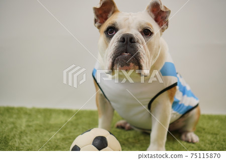 English Bulldog Puppy Soccer Costume Argentina National Team No. 10 Photo 173 English Bulldog Puppy Soccer Costume Argentina National Team No. 10 Photo 173 75115870