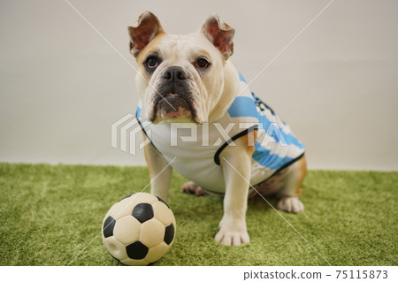 English Bulldog Puppy Soccer Costume Argentina National Team No. 10 Photo 176 75115873