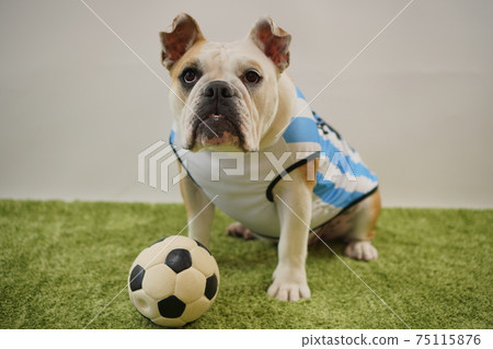 English Bulldog Puppy Soccer Costume Argentina National Team No. 10 Photo 179 English Bulldog Puppy Soccer Costume Argentina National Team No. 10 Photo 179 75115876