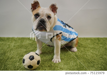 English Bulldog Puppy Soccer Costume Argentina National Team No. 10 Photo 187 English Bulldog Puppy Soccer Costume Argentina National Team No. 10 Photo 187 75115979