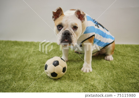 English Bulldog Puppy Soccer Costume Argentina National Team No. 10 Photo 188 75115980