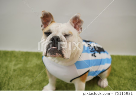 English Bulldog Puppy Soccer Costume Argentina National Team No. 10 Photo 189 English Bulldog Puppy Soccer Costume Argentina National Team No. 10 Photo 189 75115981