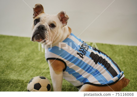 English Bulldog Puppy Soccer Costume Argentina National Team No. 10 Photo 191 75116008