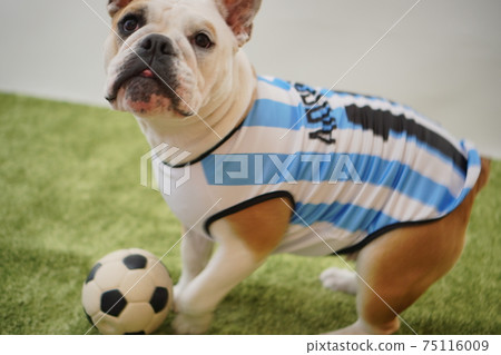 English Bulldog Puppy Soccer Costume Argentina National Team No. 10 Photo 192 75116009