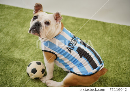 英國鬥牛犬幼犬足球服裝阿根廷國家隊10號照片201 英國鬥牛犬幼犬足球服裝阿根廷國家隊10號照片201 75116042