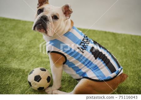 English Bulldog Puppy Soccer Costume Argentina National Team No. 10 Photo 202 English Bulldog Puppy Soccer Costume Argentina National Team No. 10 Photo 202 75116043