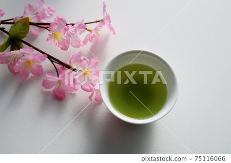 Green tea cherry blossom white background Green tea cherry blossom white background 75116066