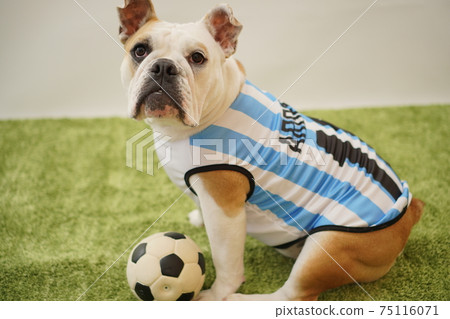 英國鬥牛犬幼犬足球服裝阿根廷國家隊10號照片212 75116071