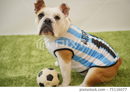 英國鬥牛犬幼犬足球服裝阿根廷國家隊10號照片215 75116077