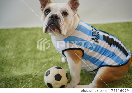 英國鬥牛犬幼犬足球服裝阿根廷國家隊10號照片216 75116079