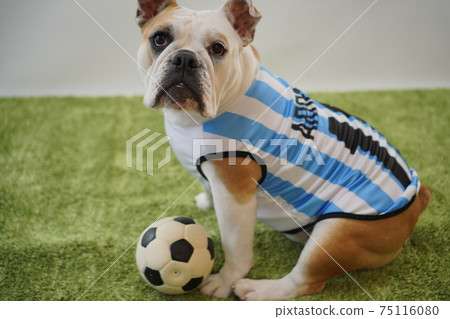 English Bulldog Puppy Soccer Costume Argentina National Team No. 10 Photo 217 75116080