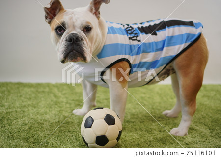 English Bulldog Puppy Soccer Costume Argentina National Team No. 10 Photo 224 English Bulldog Puppy Soccer Costume Argentina National Team No. 10 Photo 224 75116101
