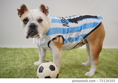 English Bulldog Puppy Soccer Costume Argentina National Team No. 10 Photo 225 English Bulldog Puppy Soccer Costume Argentina National Team No. 10 Photo 225 75116103