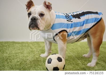 英國鬥牛犬幼犬足球服裝阿根廷國家隊10號照片232 英國鬥牛犬幼犬足球服裝阿根廷國家隊10號照片232 75116133