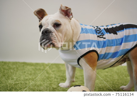 English Bulldog Puppy Soccer Costume Argentina National Team No. 10 Photo 233 75116134
