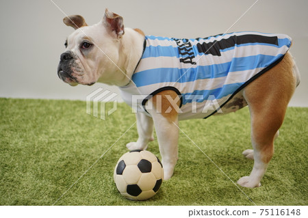 English Bulldog Puppy Soccer Costume Argentina National Team No. 10 Photo 241 75116148