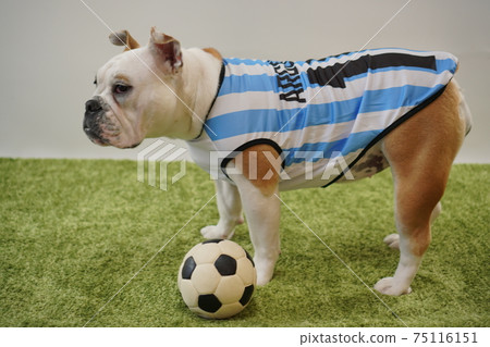 English Bulldog Puppy Soccer Costume Argentina National Team No. 10 Photo 244 English Bulldog Puppy Soccer Costume Argentina National Team No. 10 Photo 244 75116151