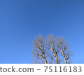 普拉塔納斯在藍藍的天空 75116183