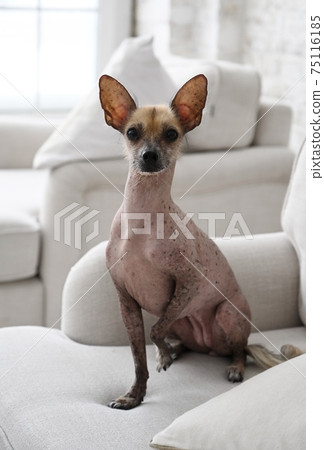 Portrait of the dog xoloitzcuintli sitting on the sofa 75116185